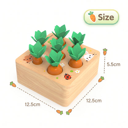 Carrots lifted out of the base, showing the different hole sizes to match them to